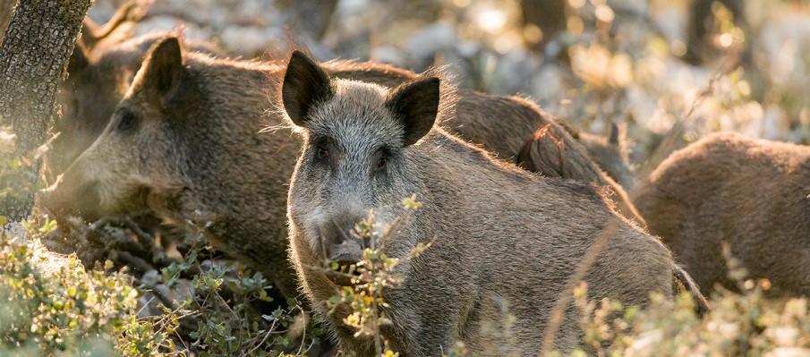 chasse au gros gibier Berbe Alto